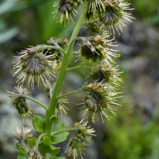 Solenanthus circinnatus